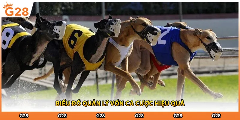 Biểu đồ quản lý vốn cá cược hiệu quả