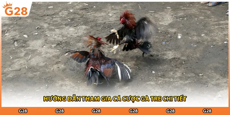 Hướng dẫn tham gia cá cược gà tre chi tiết