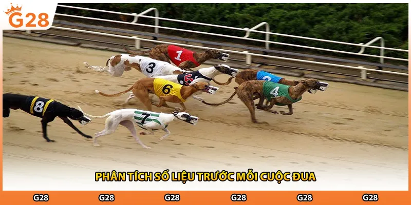 Phân tích số liệu trước mỗi cuộc đua